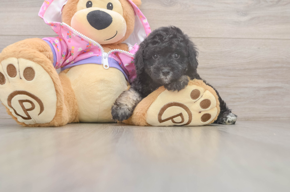 6 week old Poodle Puppy For Sale - Lone Star Pups