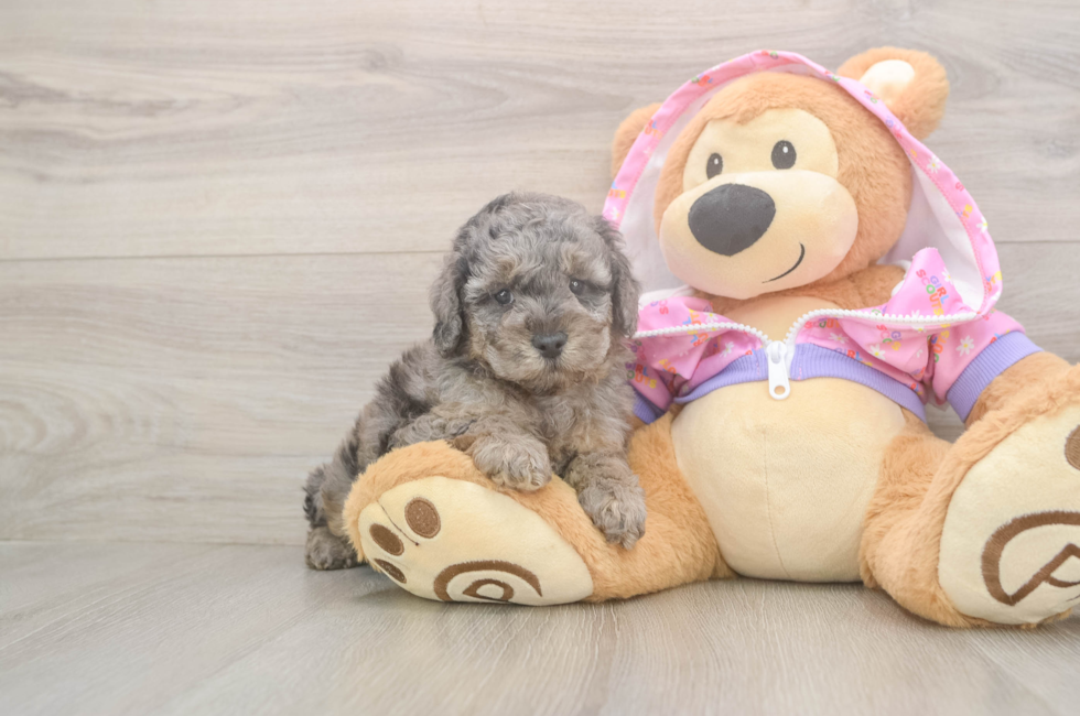 5 week old Poodle Puppy For Sale - Lone Star Pups