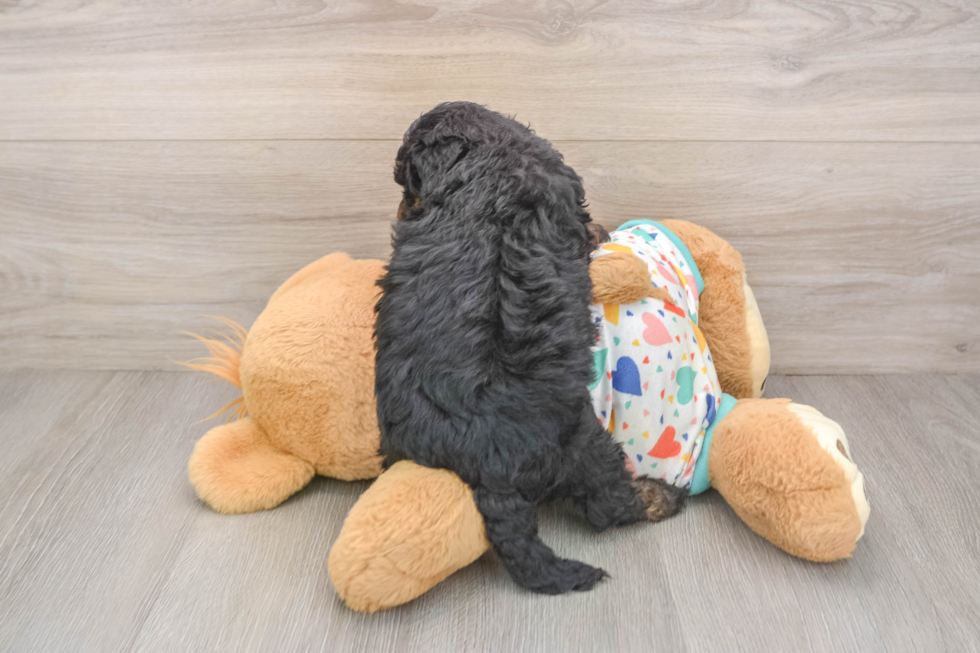 Poodle Puppy for Adoption