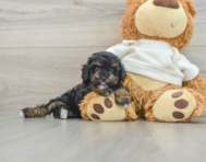 6 week old Poodle Puppy For Sale - Lone Star Pups