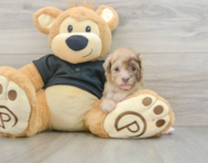 8 week old Poodle Puppy For Sale - Lone Star Pups