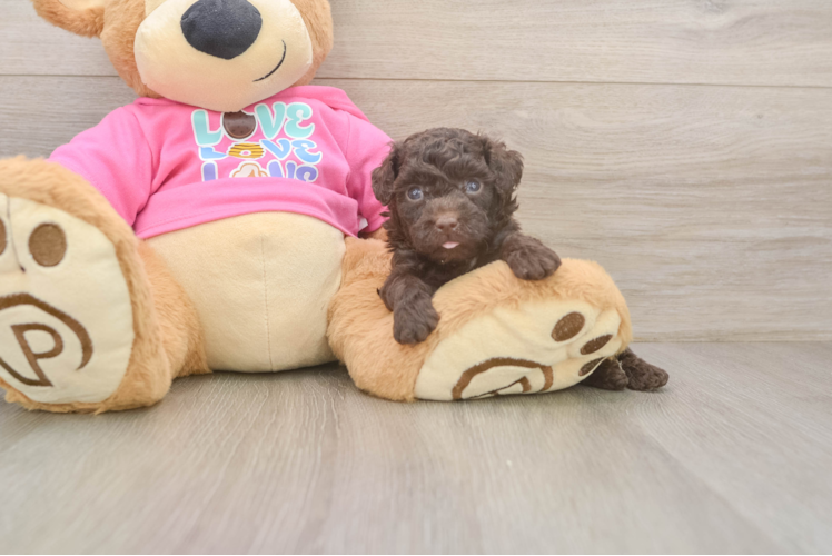 Best Poodle Baby