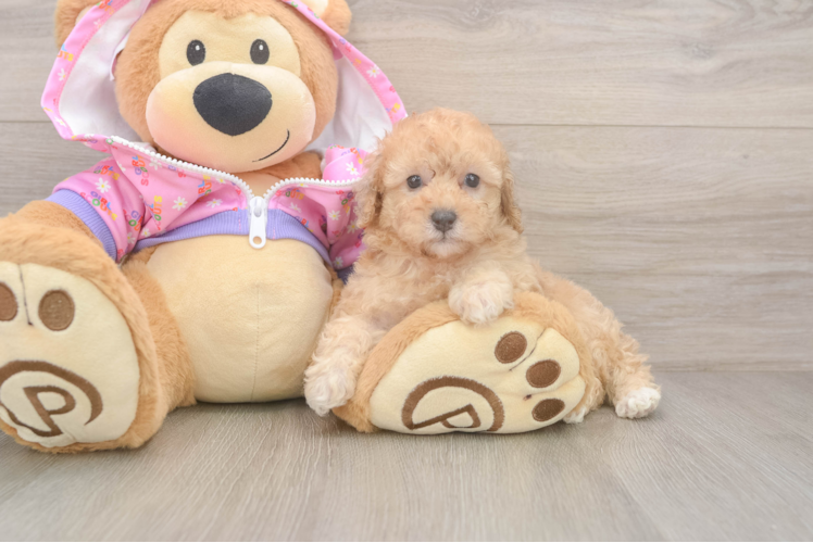 Hypoallergenic Poodle Baby