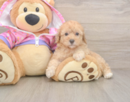 8 week old Poodle Puppy For Sale - Lone Star Pups