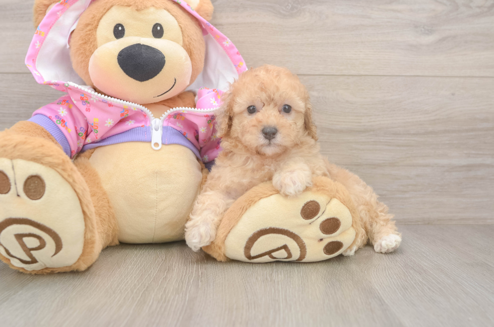 6 week old Poodle Puppy For Sale - Lone Star Pups