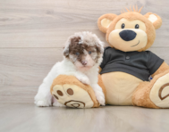 7 week old Poodle Puppy For Sale - Lone Star Pups