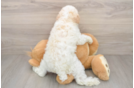 Best Poodle Baby