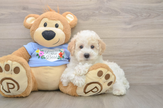 Best Poodle Baby