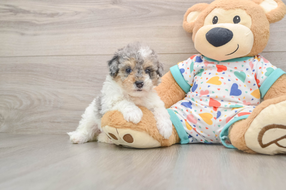 Poodle Pup Being Cute