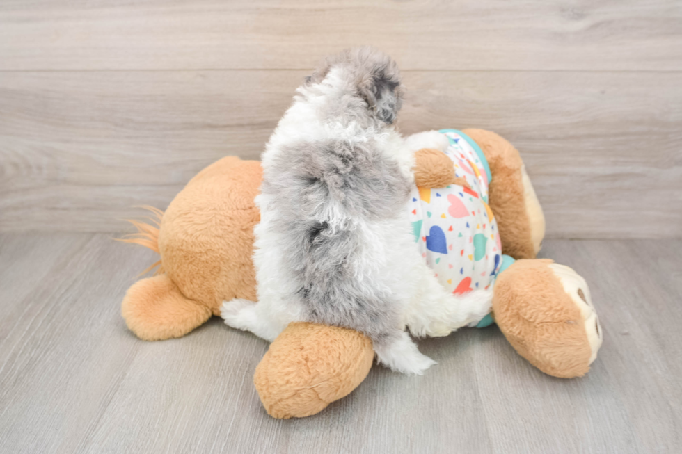 Smart Caniche Purebred Puppy