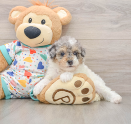 7 week old Poodle Puppy For Sale - Lone Star Pups