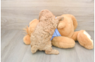 Adorable Pudle Purebred Puppy
