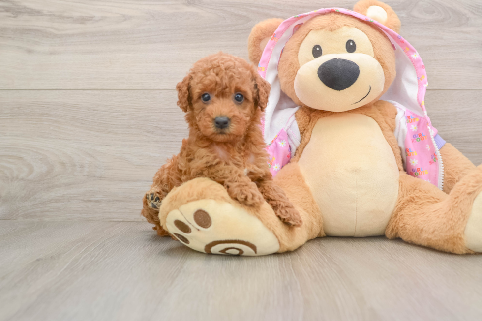 Little Poodle Purebred Pup
