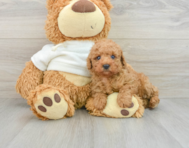 11 week old Poodle Puppy For Sale - Lone Star Pups