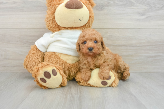 Funny Poodle Purebred Pup