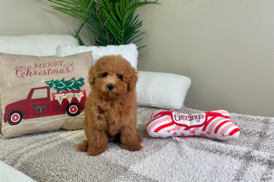 Cute Caniche Purebred Puppy