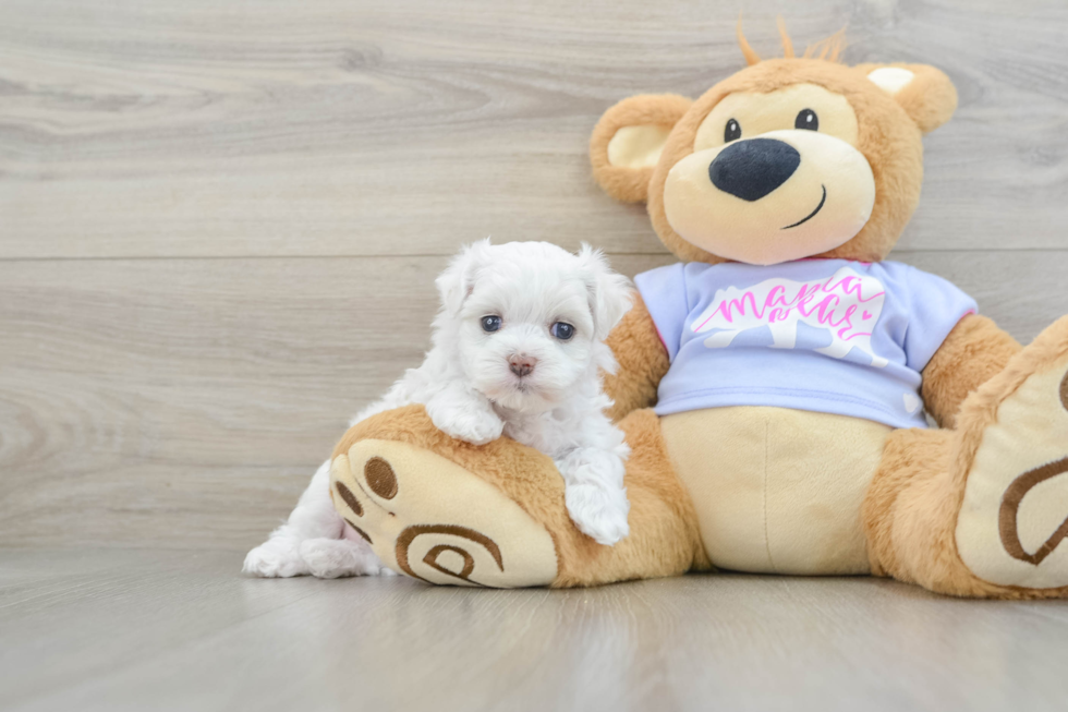 Best Poodle Baby