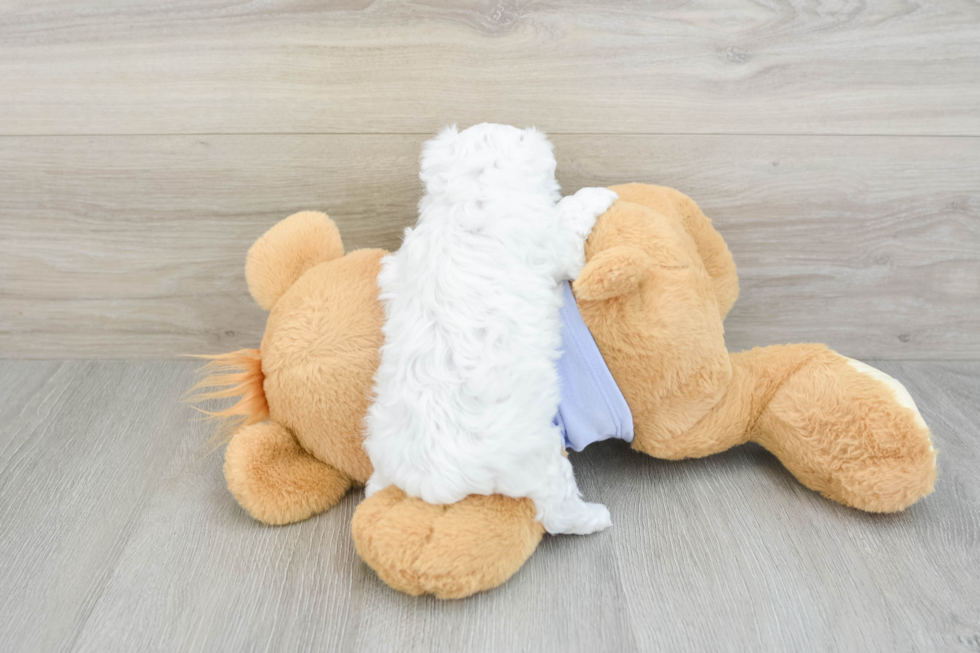 Fluffy Toy Poodle Purebred Puppy