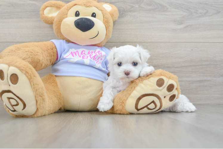 Funny Poodle Purebred Pup
