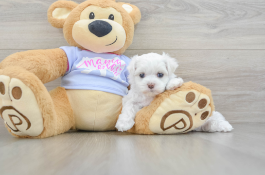 Funny Poodle Purebred Pup