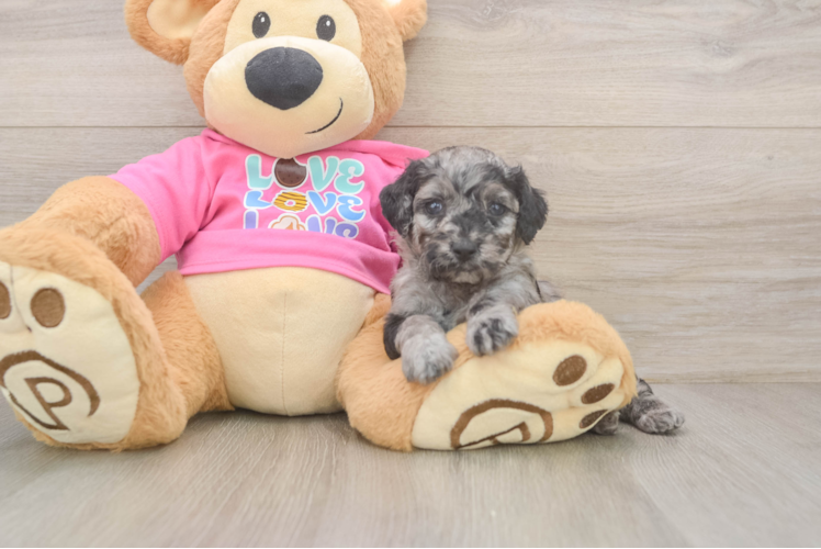 Energetic Caniche Purebred Puppy