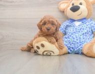 8 week old Poodle Puppy For Sale - Lone Star Pups