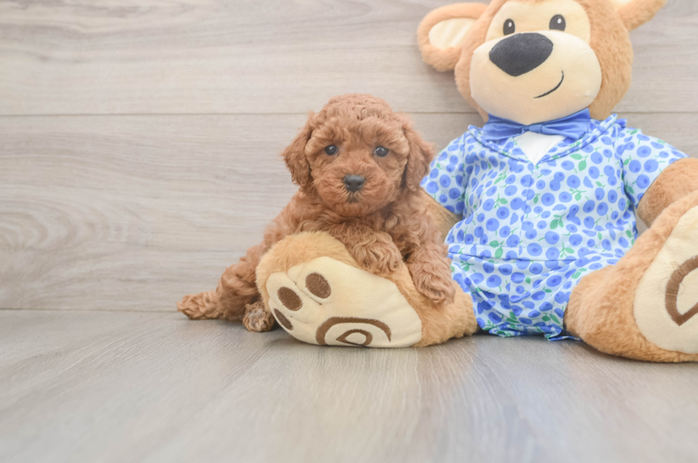 7 week old Poodle Puppy For Sale - Lone Star Pups