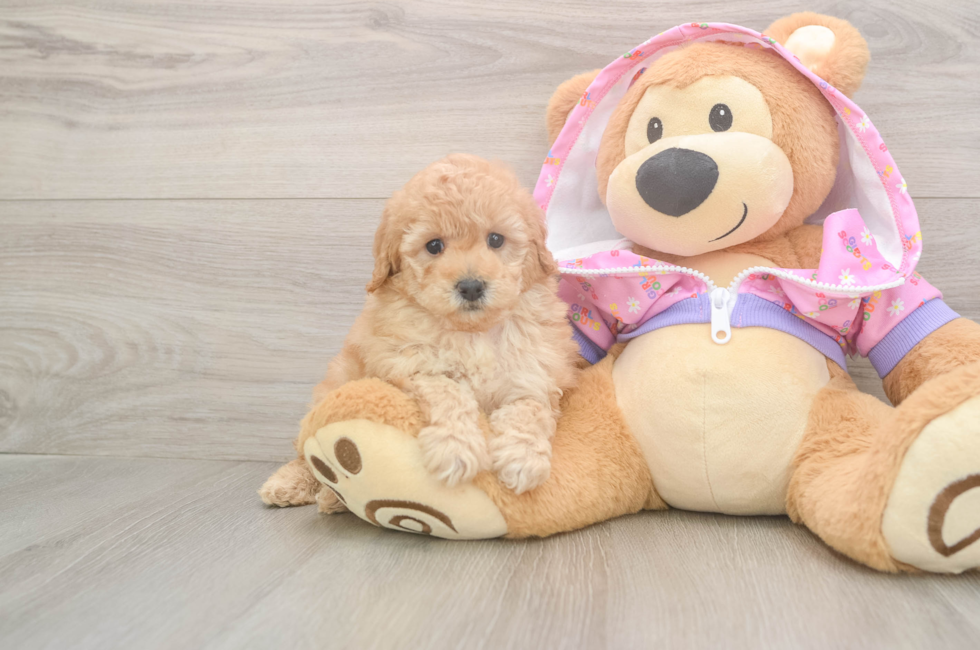 5 week old Poodle Puppy For Sale - Lone Star Pups