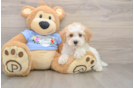 Poodle Puppy for Adoption