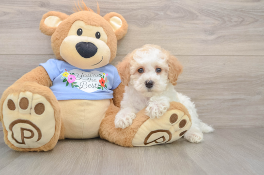 Poodle Puppy for Adoption
