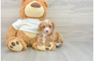 Energetic Toy Poodle Purebred Puppy