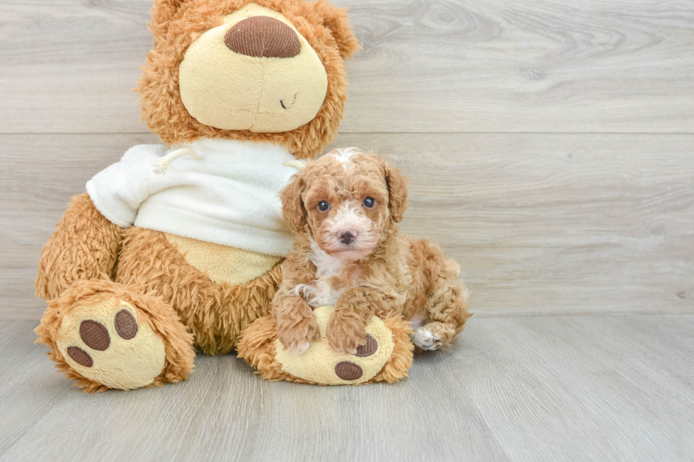 Energetic Toy Poodle Purebred Puppy