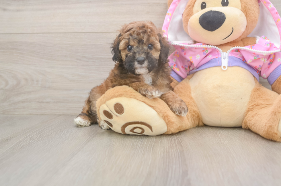 6 week old Poodle Puppy For Sale - Lone Star Pups