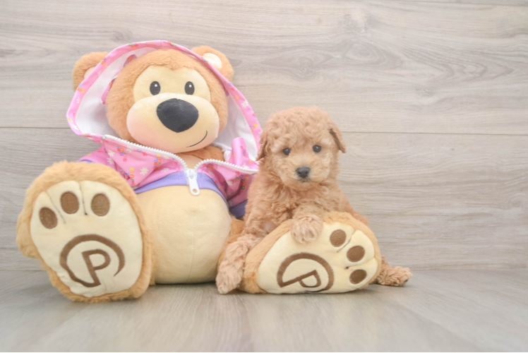 Poodle Puppy for Adoption