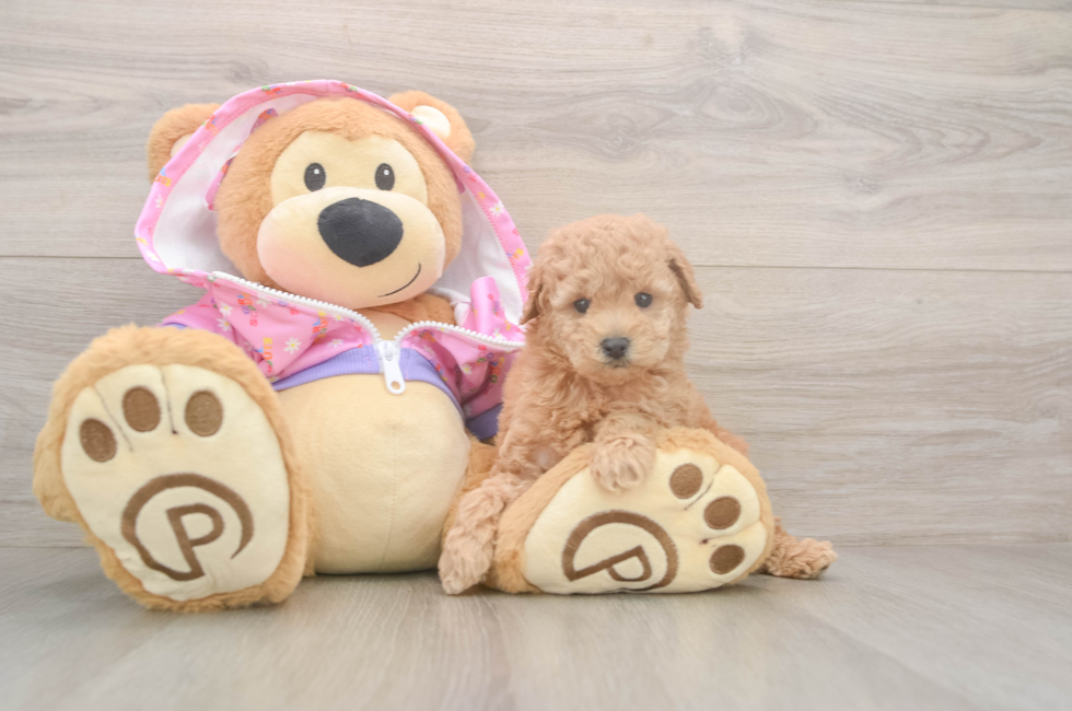 5 week old Poodle Puppy For Sale - Lone Star Pups