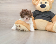 6 week old Poodle Puppy For Sale - Lone Star Pups