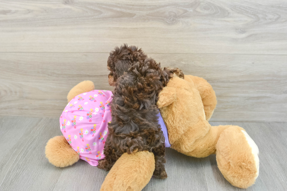 Poodle Pup Being Cute