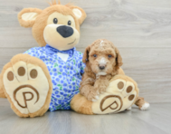 7 week old Poodle Puppy For Sale - Lone Star Pups