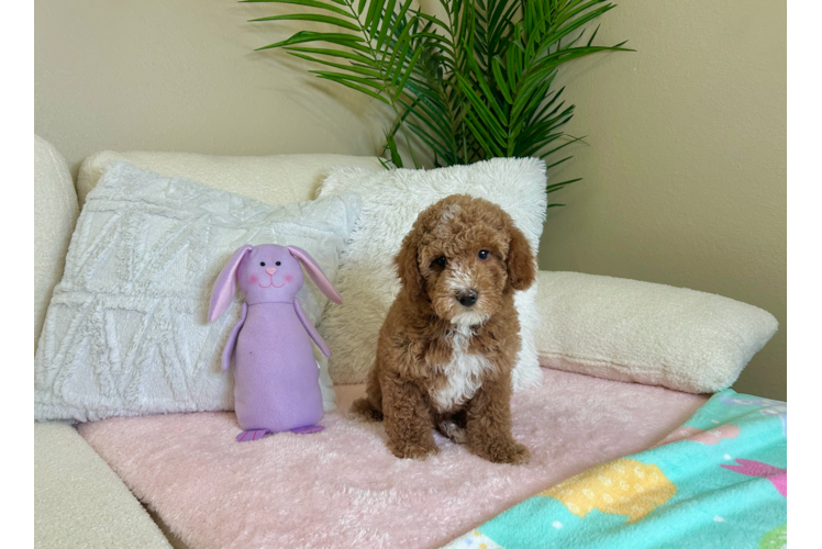 Cute Poodle Purebred Pup