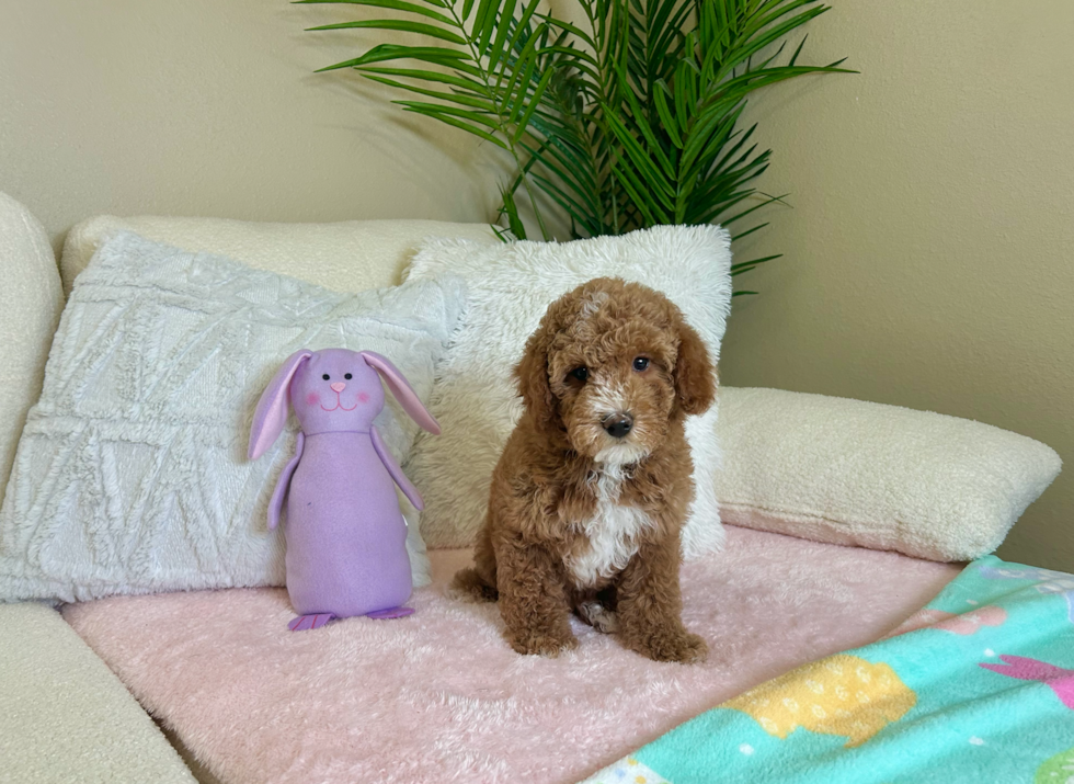 Cute Poodle Purebred Pup