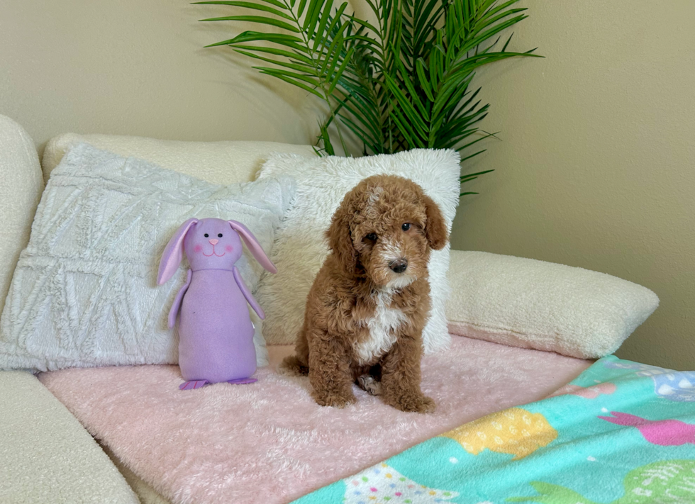 Cute Poodle Purebred Pup
