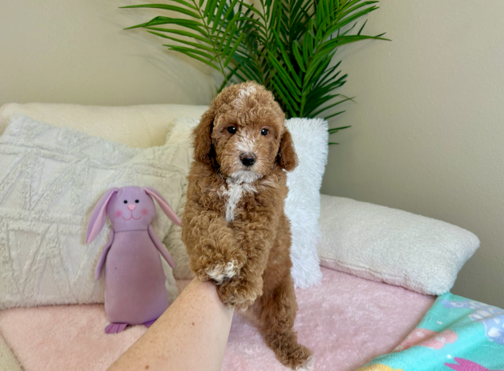 Cute Poodle Purebred Pup