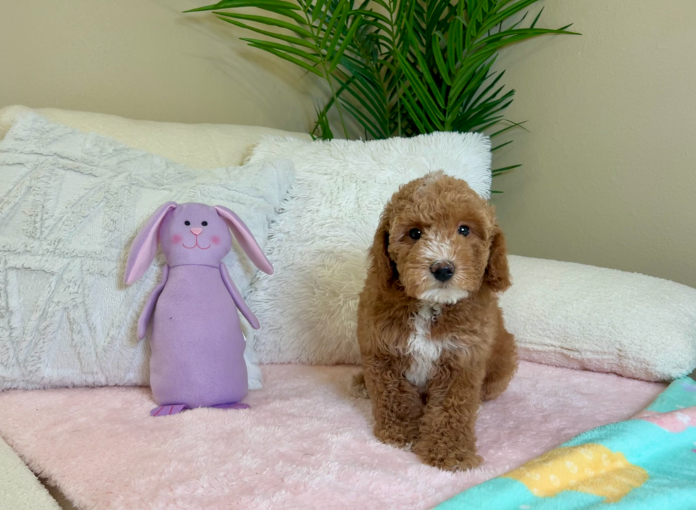 Poodle Puppy for Adoption