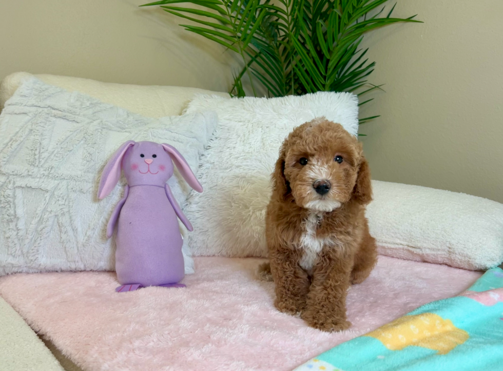 Poodle Puppy for Adoption