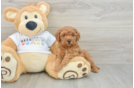 Poodle Pup Being Cute
