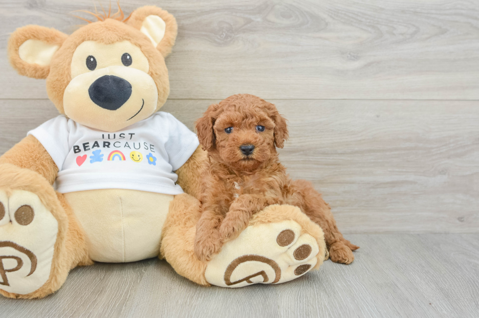 5 week old Poodle Puppy For Sale - Lone Star Pups
