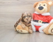7 week old Poodle Puppy For Sale - Lone Star Pups