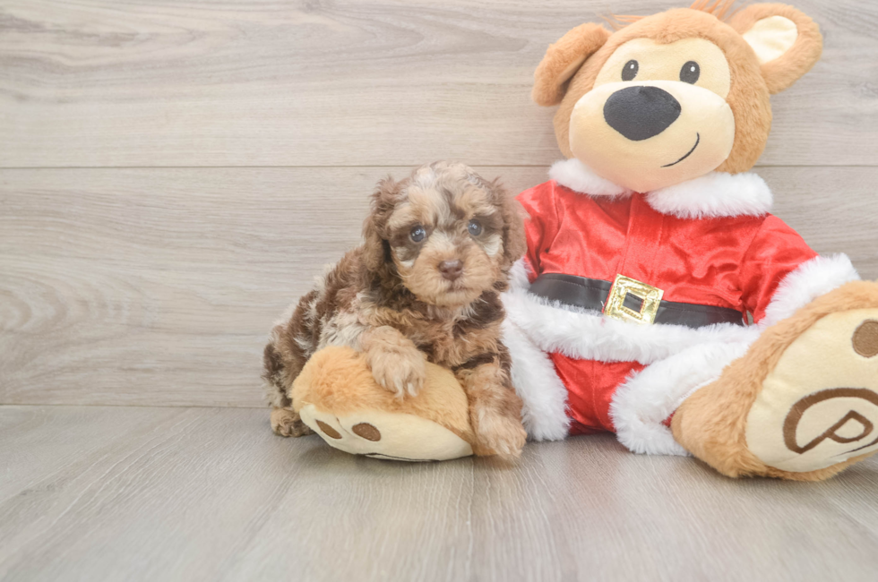 5 week old Poodle Puppy For Sale - Lone Star Pups