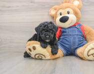 6 week old Poodle Puppy For Sale - Lone Star Pups