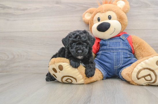 Poodle Pup Being Cute